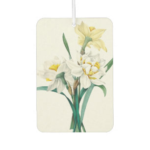 Double Daffodil,  Pierre-Joseph Redouté, 1827 Air Freshener