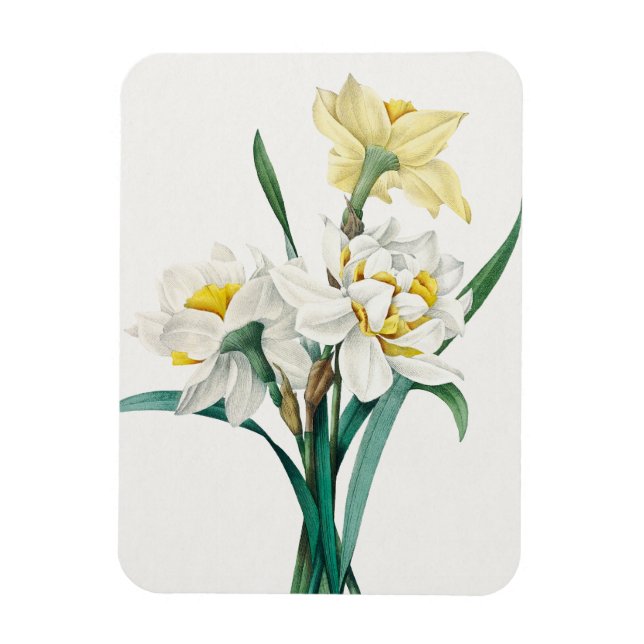 Double Daffodil,  Pierre-Joseph Redouté, 1827 Magnet (Vertical)