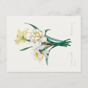 Double Daffodil, Pierre-Joseph Redouté, 1827 Postcard