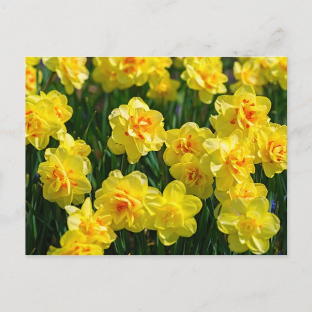 Double Daffodils Postcard (Front)