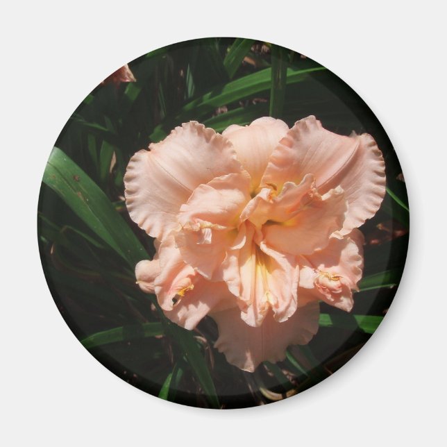 Double Daylily Magnet (Front)