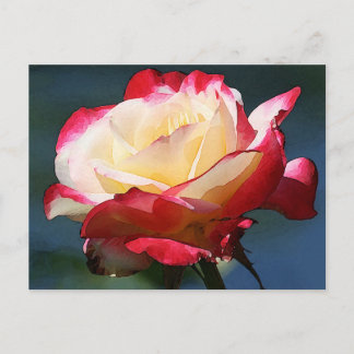 'Double Delight' hybrid tea rose Postcard