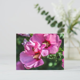 Double Delight Postcard