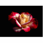 Double Delight Rose Photo Sculpture  #2  2222<br><div class="desc">A simply gorgeous Double Delight Rose
I thought it would make a nice sculpture</div>