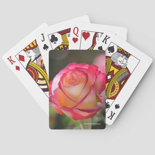 Double Delight Rose Playing Cards (Back)