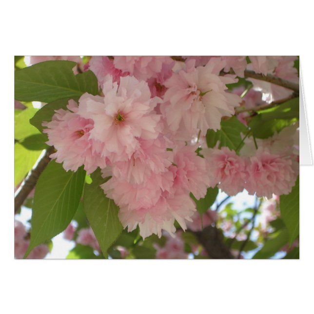 Double floraison cerisier II printemps fleuri (Devant horizontal)