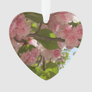Double floraison cerisier III printemps fleuri