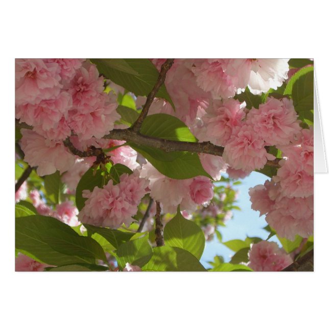 Double floraison cerisier III printemps fleuri (Devant horizontal)