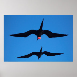 Double Frigatebirds Poster