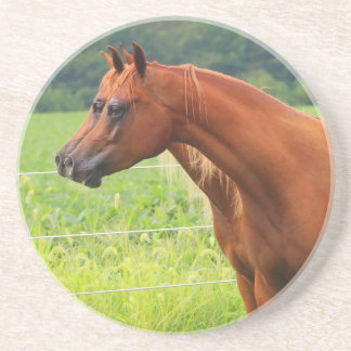 Double Image BOGO Colts Coaster