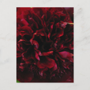 Double Peony Tulip Postcard