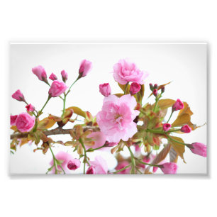 Double Pink Cherry Blossoms in Welcome Spring Photo Print