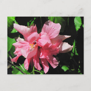 Double Pink Hibiscus Postcard