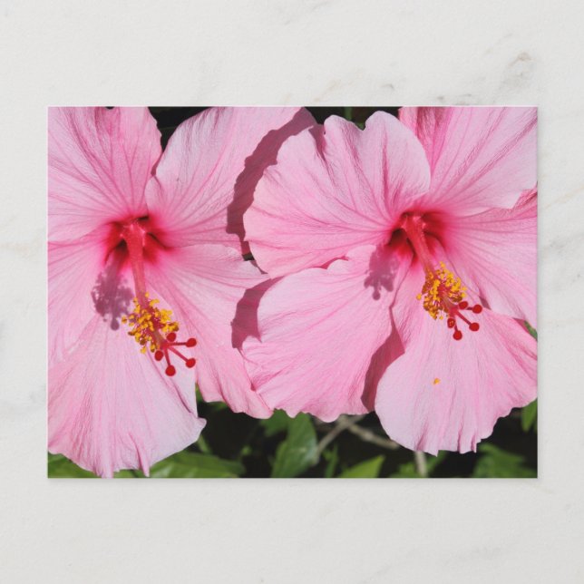 Double Pink Hibiscus Postcard (Front)