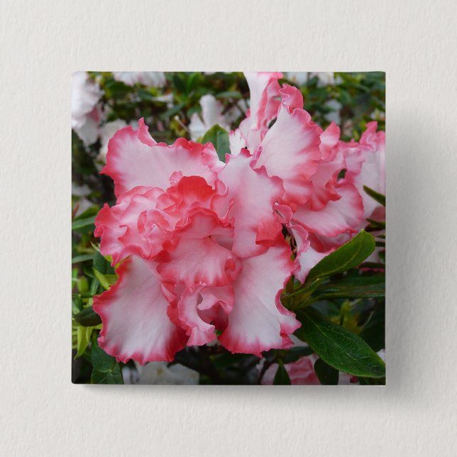 Double Red and White Azaleas Spring Floral 2 Inch Square Button (Front)