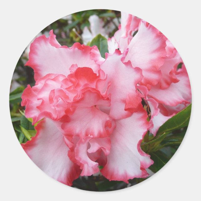 Double Red and White Azaleas Spring Floral Classic Round Sticker (Front)