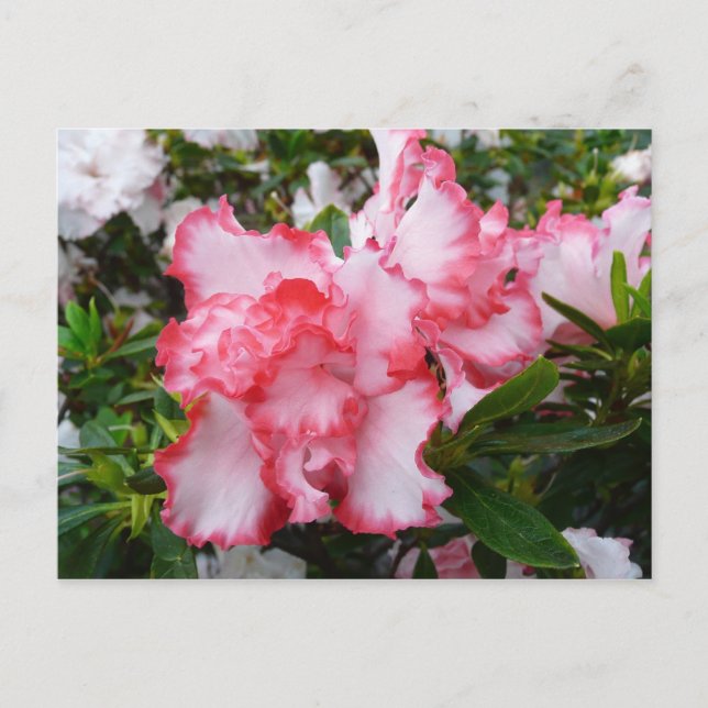 Double Red and White Azaleas Spring Floral Postcard (Front)