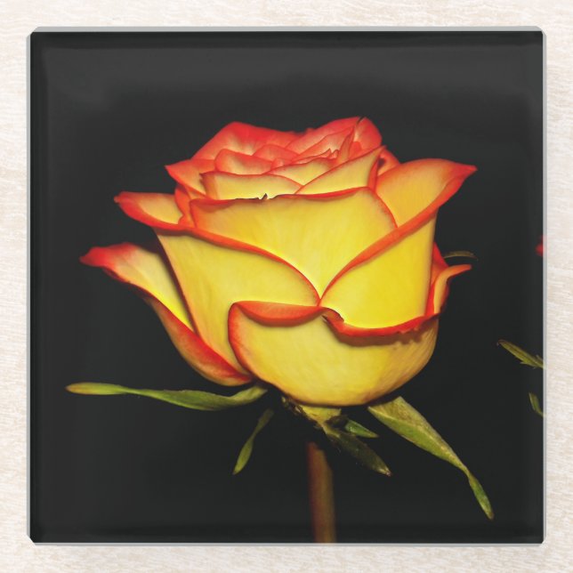 Double Red and Yellow Rose Bloom Glass Coaster (Front)