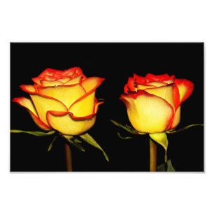 Double Red and Yellow Rose Bloom Photo Print