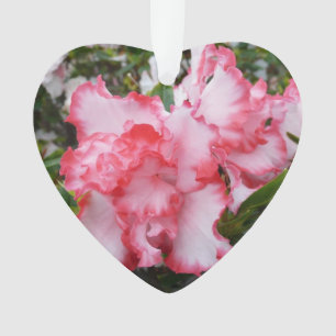 Double rouge et blanc Azaleas printemps floral