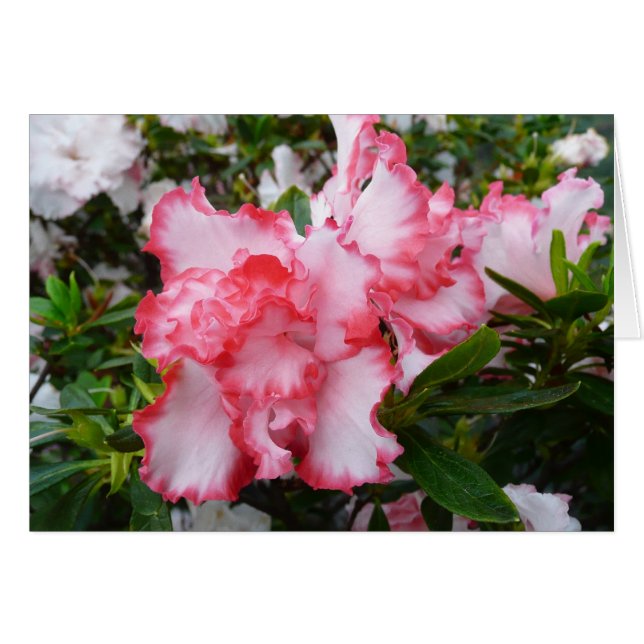 Double rouge et blanc Azaleas printemps floral (Devant horizontal)