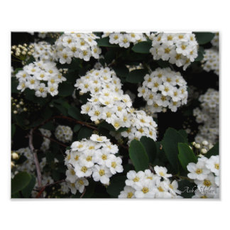 Double Spiraea Photo Print