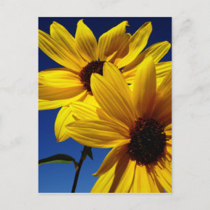 Double Sunflower Postcard