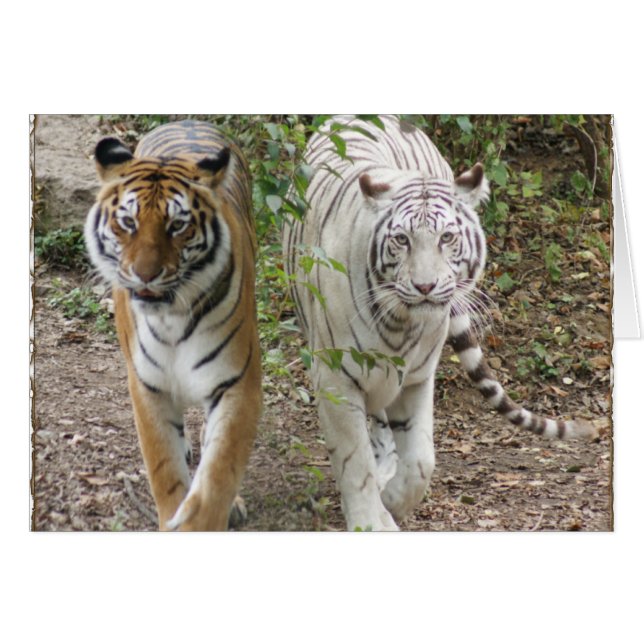 DOUBLE TROUBLE 2 TIGERS ORANGE/WHITE (Front Horizontal)