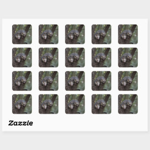 Double Trouble in the Canopy: Twin Possums Square Sticker