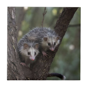 Double Trouble in the Canopy: Twin Possums Tile
