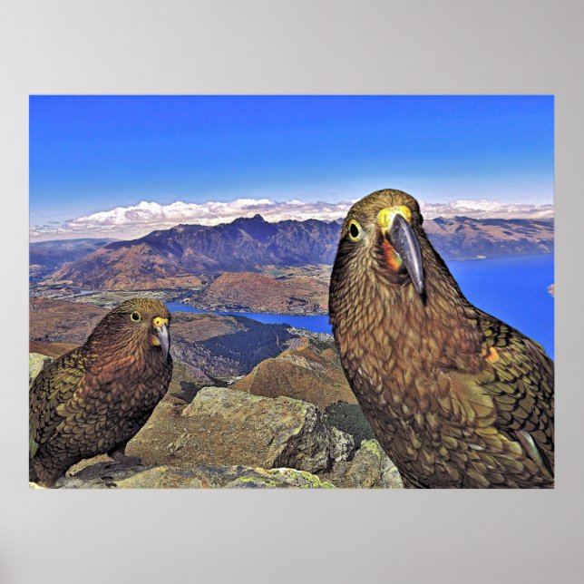 Double Trouble Keas Poster (Front)