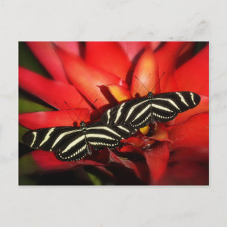 Double Trouble Postcard