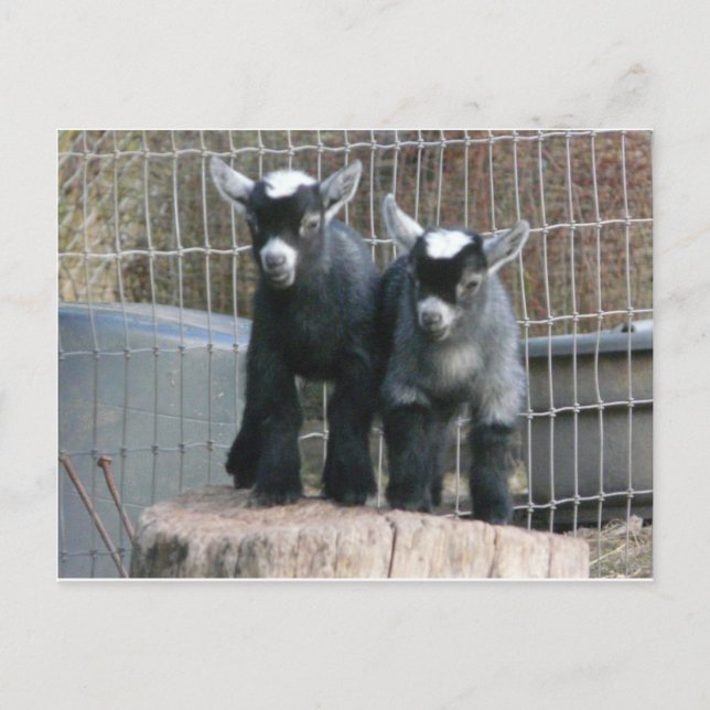 Double Trouble Postcard (Front)