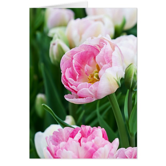 Double Tulipe Printemps Jardin Texte personnalisé (Devant)