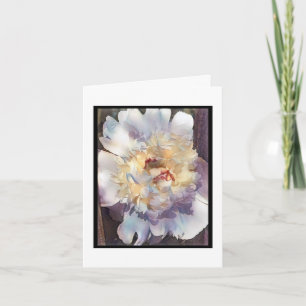 Double white Peony with pink edges Greeting Card