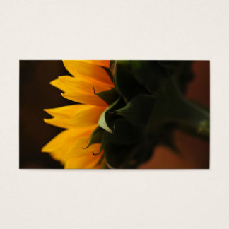 Douceur (tournesol)