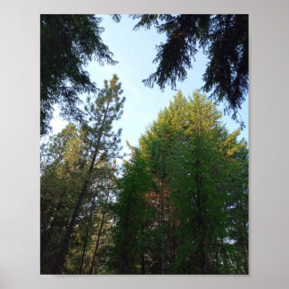 Douglas fir and pine poster