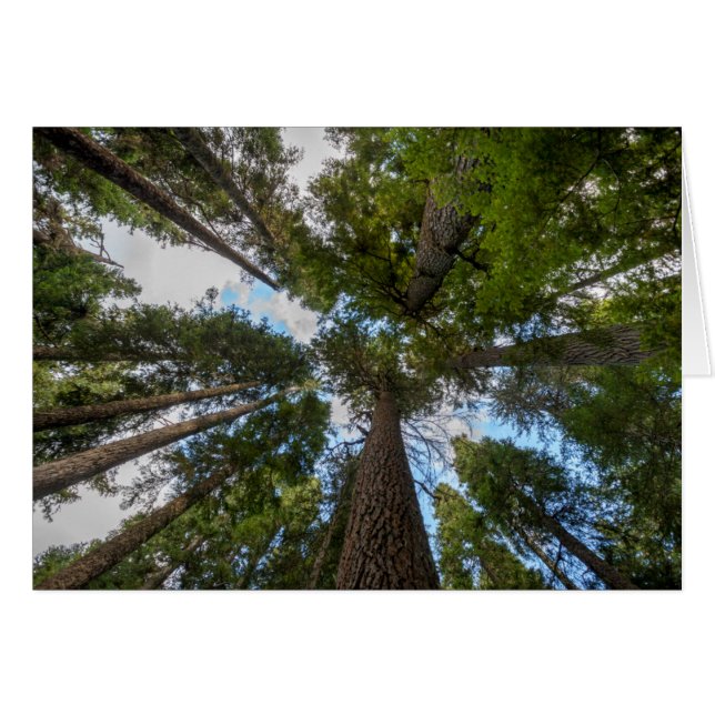 Douglas Fir tree canopy (Front Horizontal)
