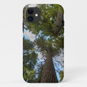 Douglas Fir tree canopy iPhone 11 Case