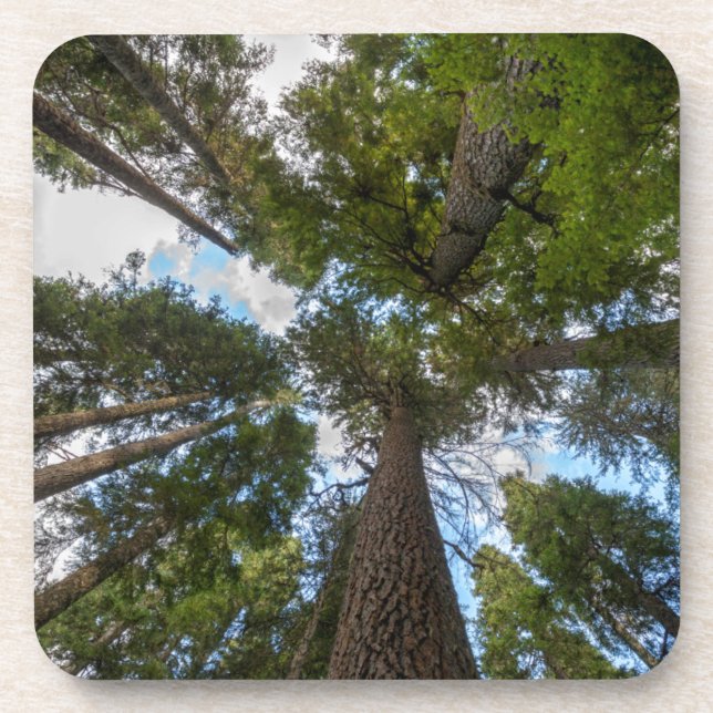 Douglas Fir tree canopy Coaster (Front)