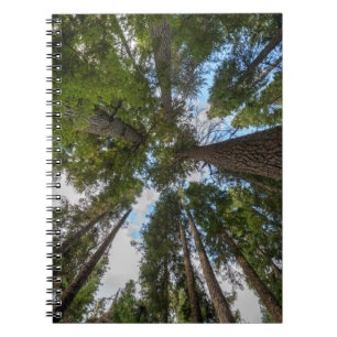 Douglas Fir tree canopy Notebook