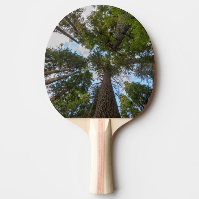 Douglas Fir tree canopy Ping Pong Paddle (Front)