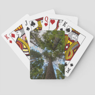 Douglas Fir tree canopy Playing Cards
