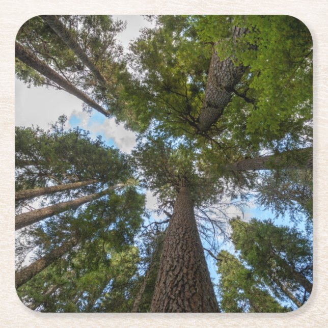Douglas Fir tree canopy Square Paper Coaster (Front)