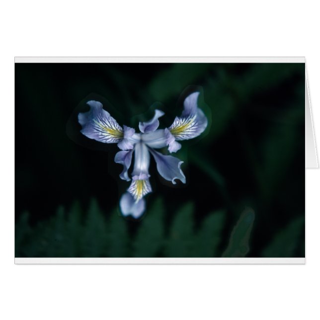 DouglasIris (Front Horizontal)