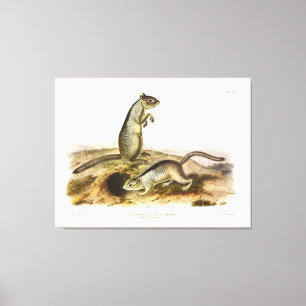 Douglass's Spermophile (Ground Squirrel) - Audubon Canvas Print