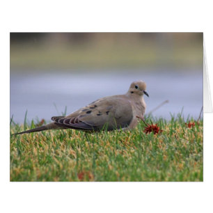 Dove Bird
