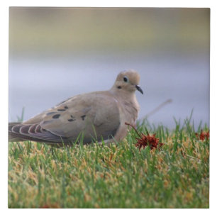 Dove Bird Tile