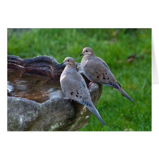 Dove de deuil - Carte d'art paramétrable (Devant horizontal)