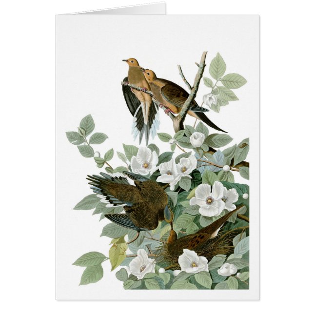 Dove en deuil, John James Audubon (Devant)